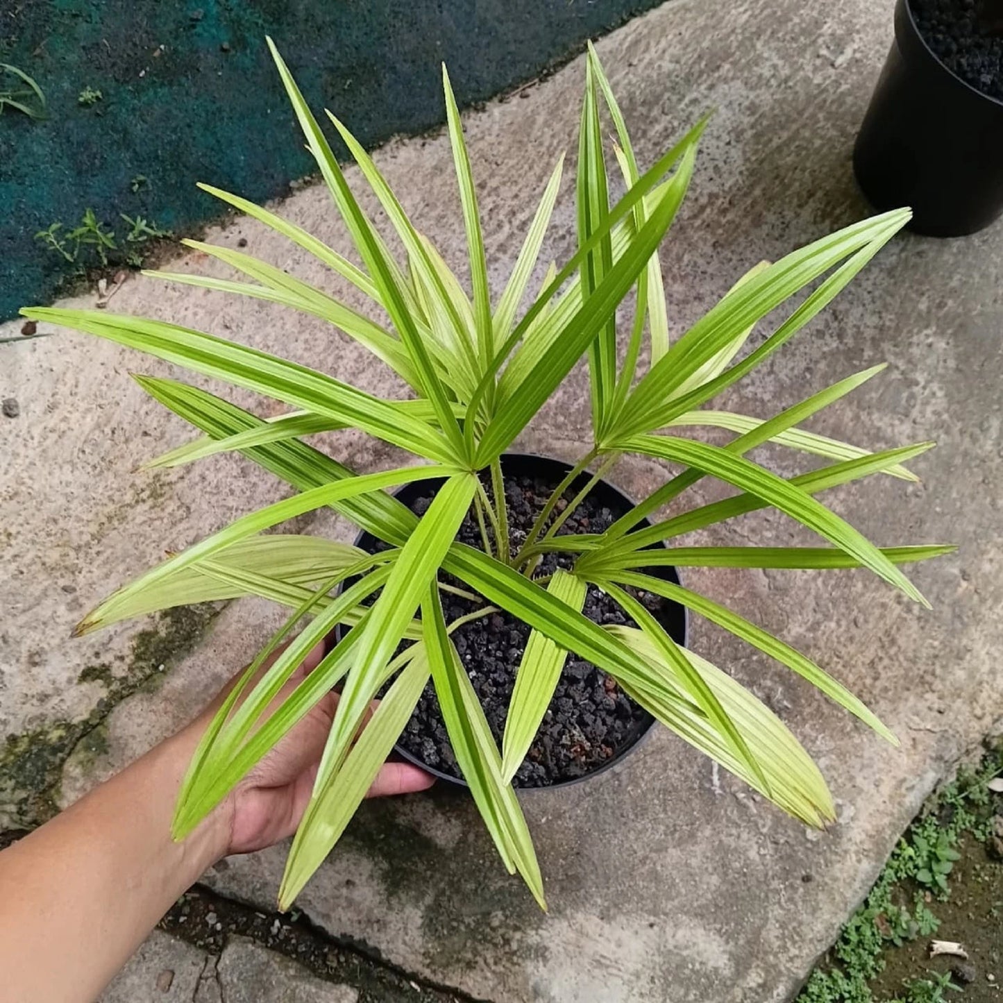 Livistona benthamii – Rare Golden-Hued Fan Palm