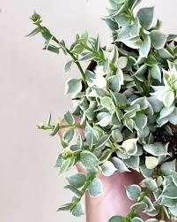 Dischidia Apple Leaves Rare Wax Plant | Exotic Tropical Trailing Houseplant | Live Dischidia Plant