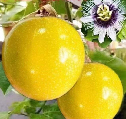 Exotic Passion Fruit Seeds var. Yellow Granadilla (Passiflora edulis f. flavicarpa) – Premium Yellow Passionflower Vine Seeds for Planting (150+ Pcs)