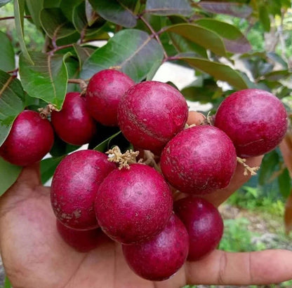 Ruby Red Longan - Rare Grafted Sweet Tropical Fruit Tree