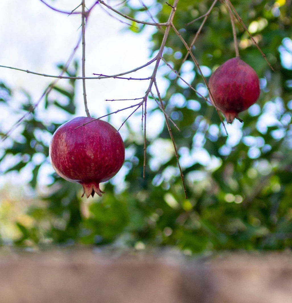 100+ 'Khandari' Pomegranate Seeds (Punica granatum) – Elite Indian Heirloom Orchard Genetics (Collectors Quality)