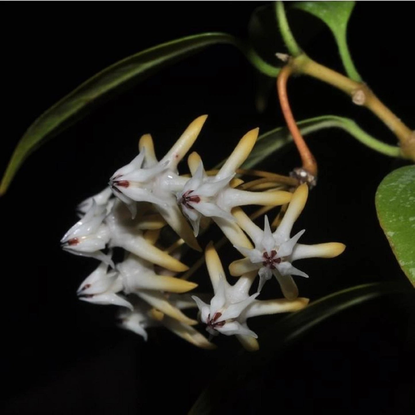 Hoya Multiflora Live Plant - Exotic Shooting Star Tropical Houseplant