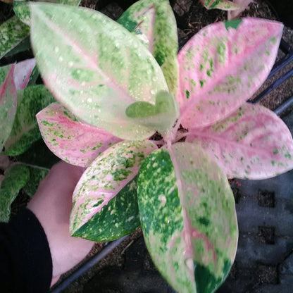 Rare Aglaonema Emerald Live Plant - Lush Tropical Easy Care Indoor Aroid