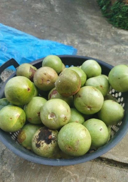 Green Star Apple (Cainito) - Premium Grafted Exotic Fruit Tree
