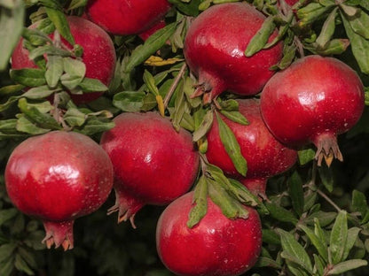 Premium Angel Red Pomegranate Seeds (Punica granatum) – Sweet Exotic Fruit Seeds for Planting