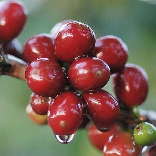 Esperanza L4A5 Coffee Seeds (120+ Bulk Seeds, Coffea arabica var. Esperanza) – Premium Disease-Resistant Specialty Coffee Plant Seeds for Planting