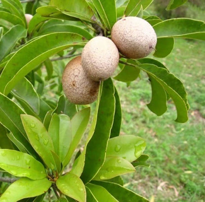 Krasue Sapodilla Seeds (Manilkara zapota) – 35+ Premium Rare Sweet Krasuey Sawo Chico Seeds