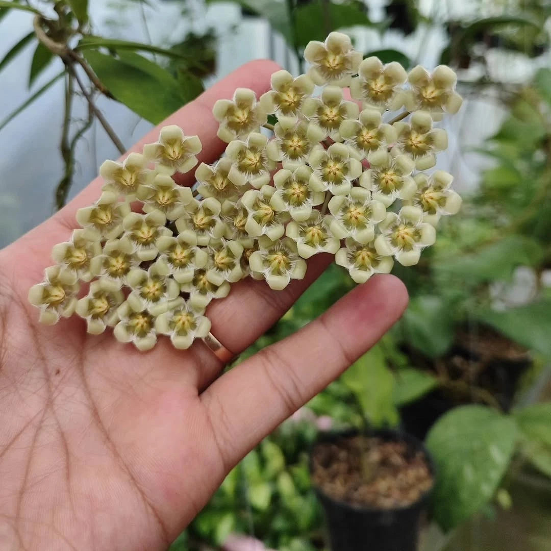 Hoya Mirabilis Seeds (Rare Tropical Wax Plant Seeds) – Premium Exotic Botanical Specimen Plant Seeds for Planting