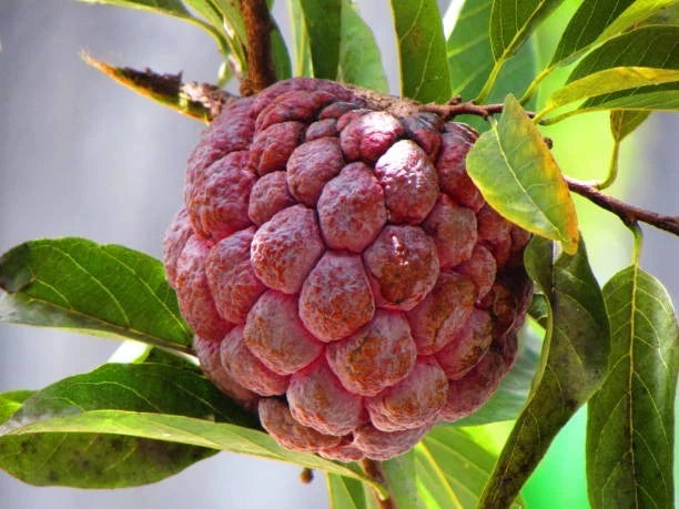 Red Sugar Apple Seeds (Annona squamosa var. Rubra) – Premium Certified High-Yield Sweet Red Custard Apple Fruit Tree Seeds for Planting (20+ Pcs)