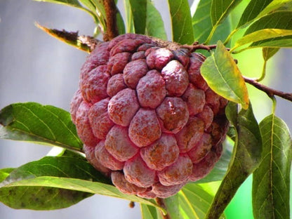 Red Sugar Apple Seeds (Annona squamosa var. Rubra) – Premium Certified High-Yield Sweet Red Custard Apple Fruit Tree Seeds for Planting (20+ Pcs)