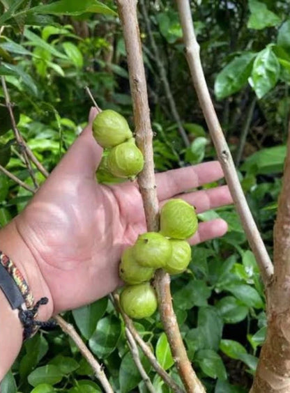 White Jaboticaba - Rare & Elegant Grafted Fruit Tree