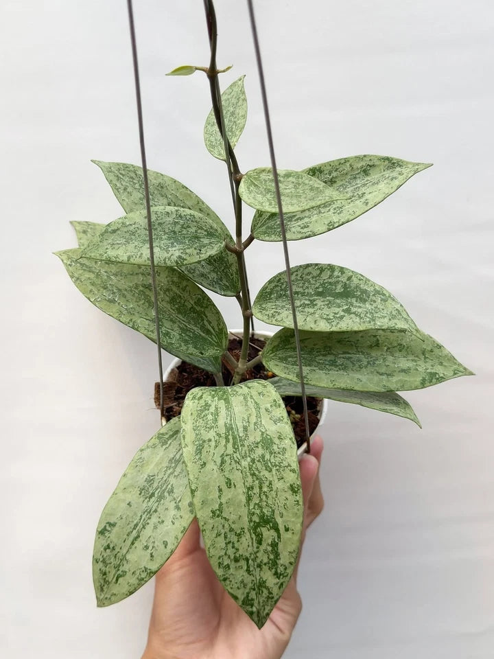 Hoya Rangsan Silver Splash | Rare Silver Hoya Wax Plant | Tropical Indoor Outdoor Houseplant