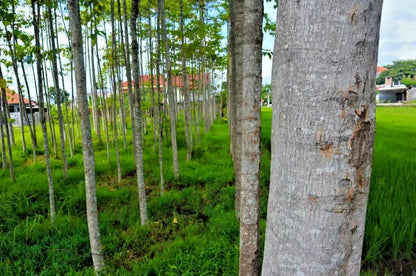 White Albizia Solomon Sengon Seeds (Falcataria moluccana / 100+ Fast-Growing Fast Timber & Shade Tree Seeds) – Premium Exotic Botanical Specimen Plant Seeds for Planting