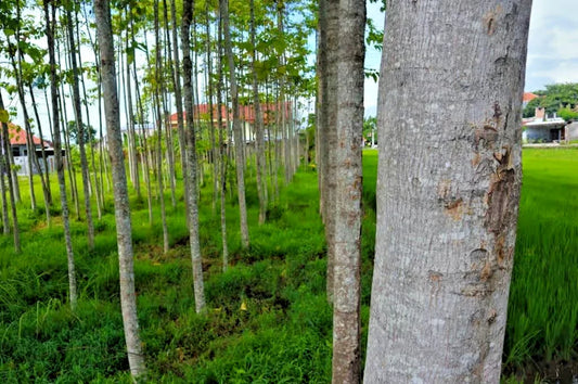 White Albizia Solomon Sengon Seeds (Falcataria moluccana / 100+ Fast-Growing Fast Timber & Shade Tree Seeds) – Premium Exotic Botanical Specimen Plant Seeds for Planting