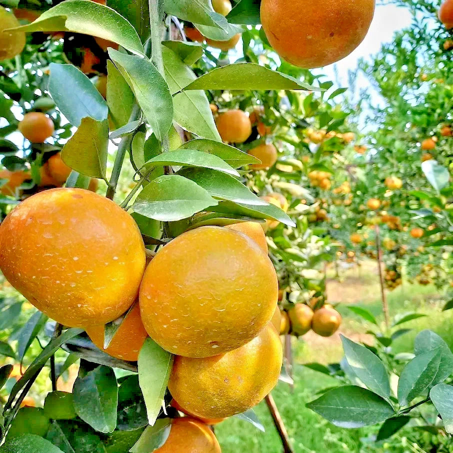 100++ Siam Orange Seeds (Citrus reticulata) - Premium Quality Exotic Sweet Citrus Seeds