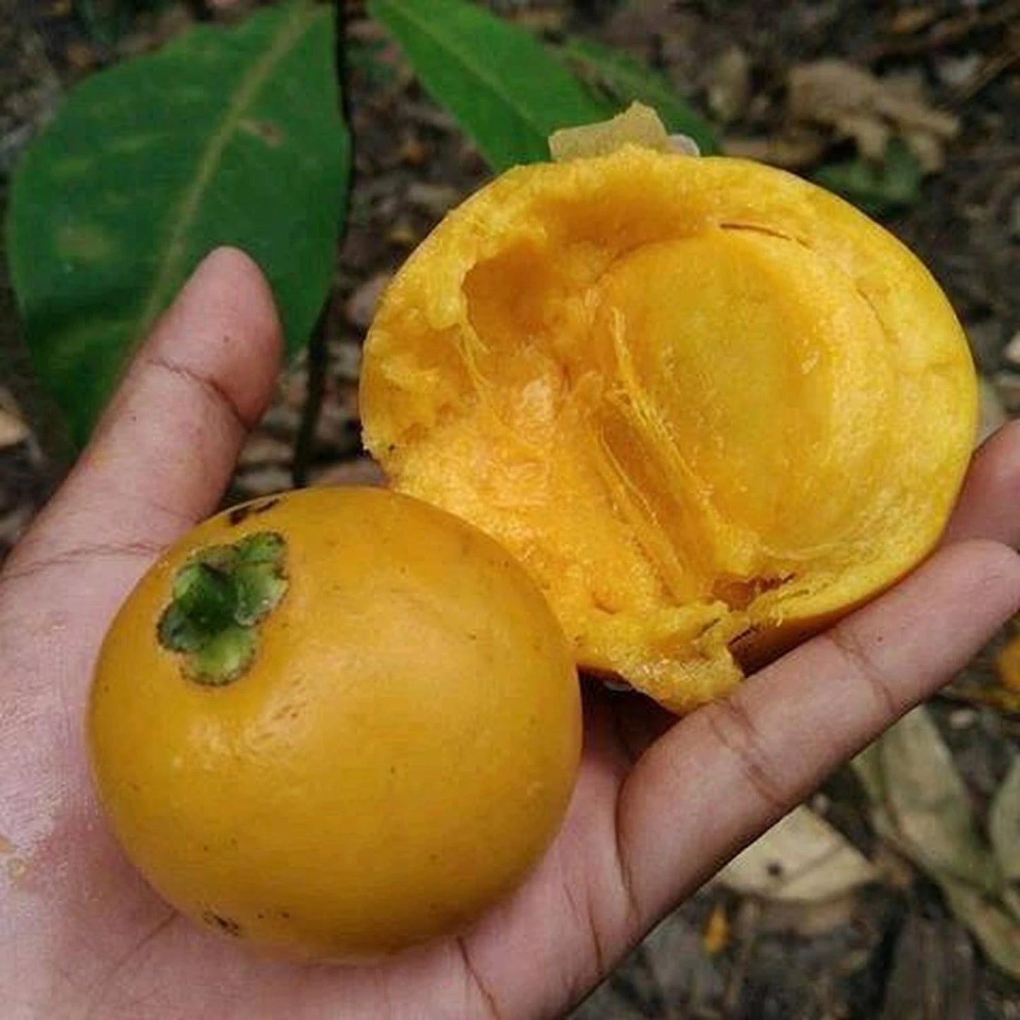 Grafted Mundu Plant Seedling (Garcinia dulcis) – Premium Live Tropical Rare Sweet Garcinia Pot Graft