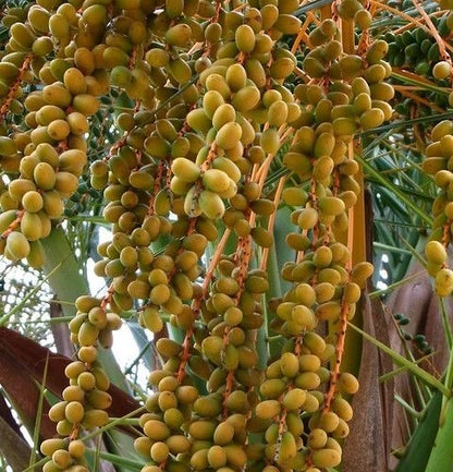 Ajwa Date Palm Seeds (Phoenix dactylifera 'Ajwa') – 35+ Premium Fresh Authentic Madinah Sweet Black Date Palm Seeds