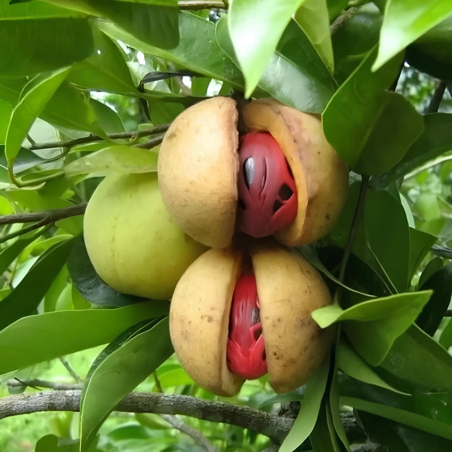 Grafted Nutmeg Fruit Tree - Premium Aromatic Tropical Spice Variety Optimized to Grow in Pot