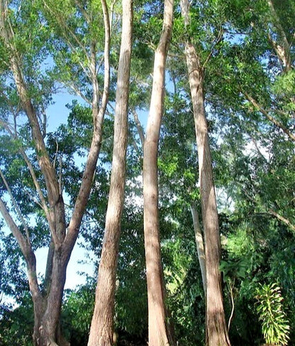 100++ Multi-Purpose Acacia Seeds (Acacia auriculiformis / Darwin Woollybutt / Earleaf Acacia) – Premium Fast-Growing Timber & Agroforestry Tree Seeds for Planting