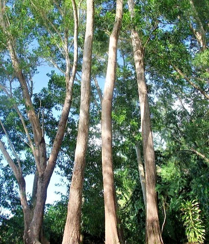 100++ Multi-Purpose Acacia Seeds (Acacia auriculiformis / Darwin Woollybutt / Earleaf Acacia) – Premium Fast-Growing Timber & Agroforestry Tree Seeds for Planting