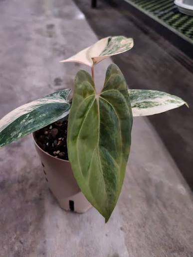Anthurium Portillae Variegated – Matured Original Ultra-Rare Velvet Specimen (Real Picture Verified)