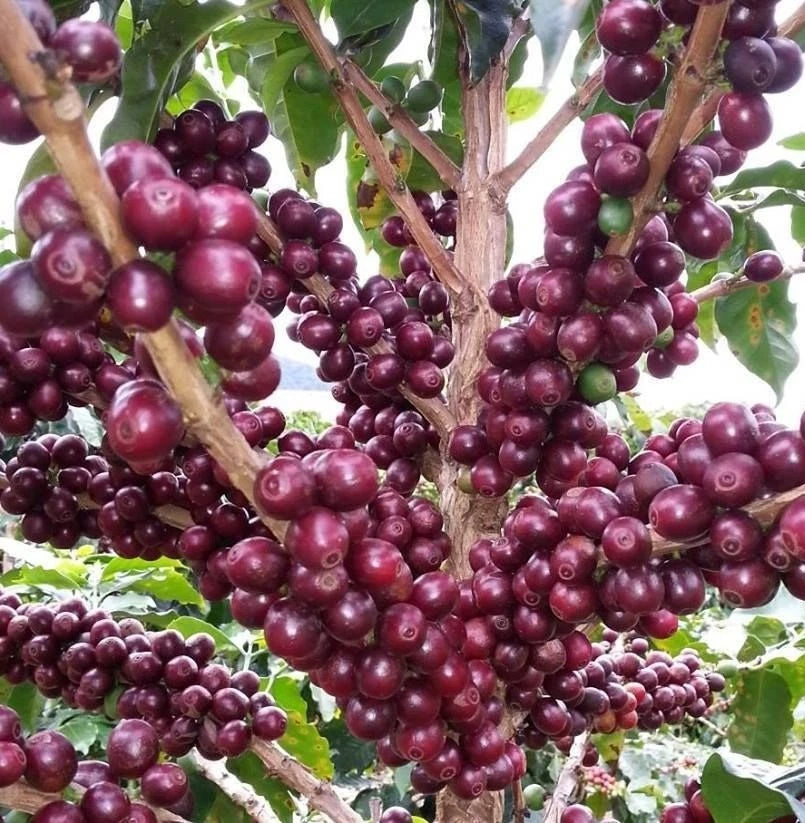 Bourbon Purple Coffee (Coffea arabica) – 120 Premium Certified Heirloom Seeds