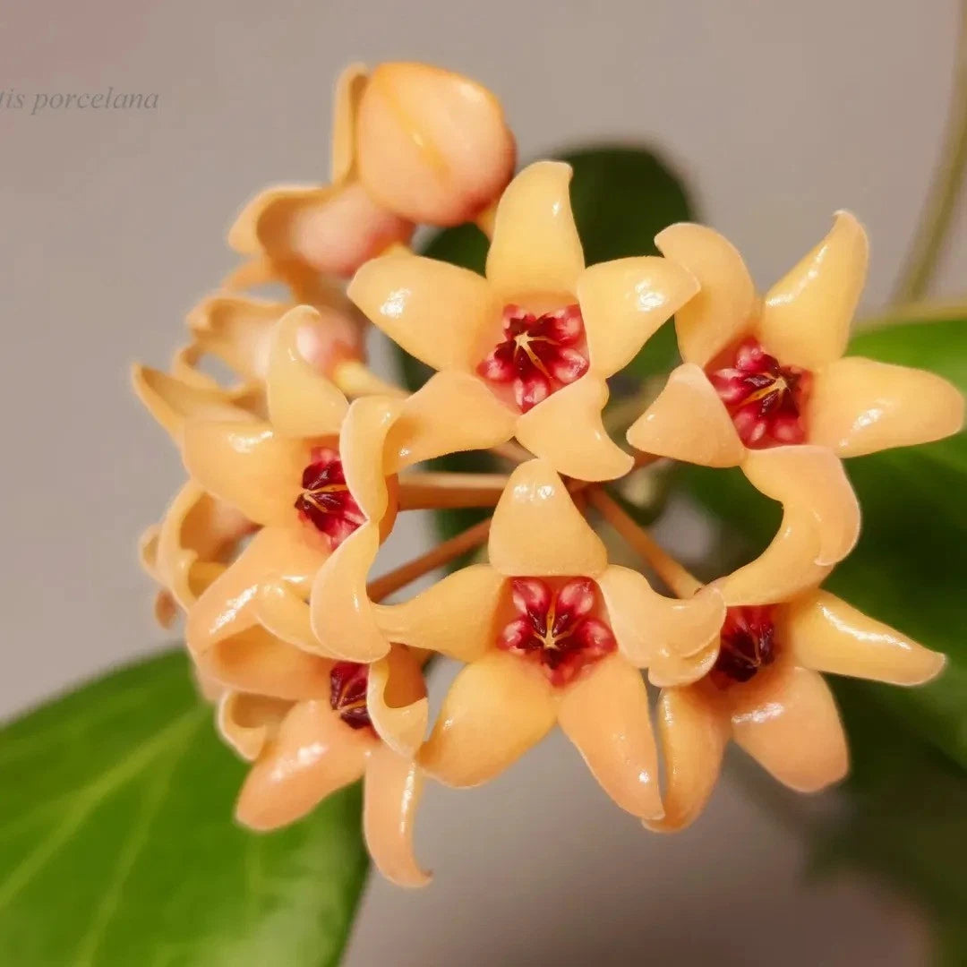 Rare Hoya Cutis Porcelana - Premium Exotic Tropical Wax Plant Collector's Ivy