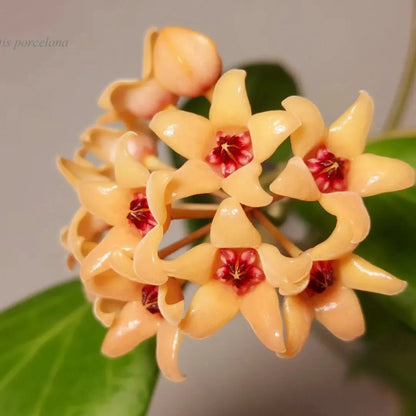 Rare Hoya Cutis Porcelana - Premium Exotic Tropical Wax Plant Collector's Ivy