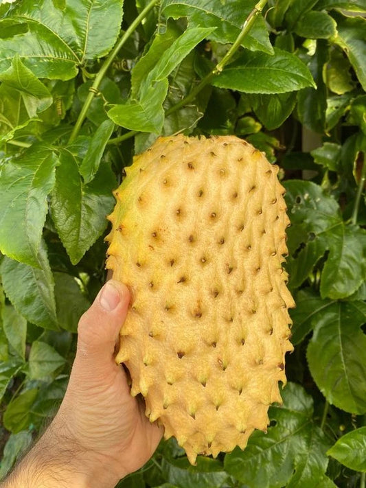 Golden Soursop Seeds (Annona muricata) var. Golden | 500+ Fresh Tropical Fruit Seeds | Rare Soursop Plant