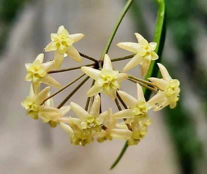 Rare Hoya Exilis Sp Papua - Premium Exotic Tropical Wax Plant Collector's Ivy