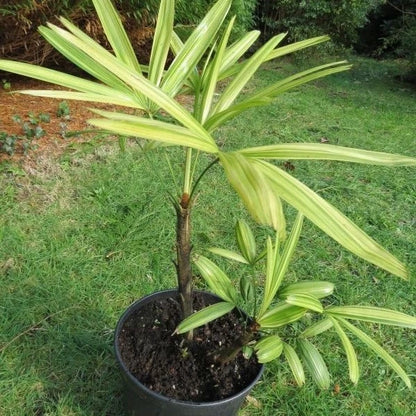 Rhapis excelsa 'Variegata' – Exquisite Variegated Lady Palm