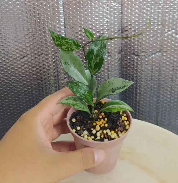 Hoya Lacunosa ‘Green Flame’ | Rare Tropical Wax Plant | Collector Hoya | Indoor Outdoor Houseplant