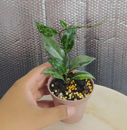 Hoya Lacunosa ‘Green Flame’ | Rare Tropical Wax Plant | Collector Hoya | Indoor Outdoor Houseplant