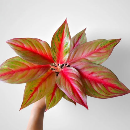 Aglaonema 'Sakuntala' - Sophisticated Tropical Beauty