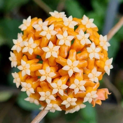 Rare Hoya Aff Vitellina IML 1348 - Premium Sun-Stressed Leaf Exotic Tropical Wax Plant
