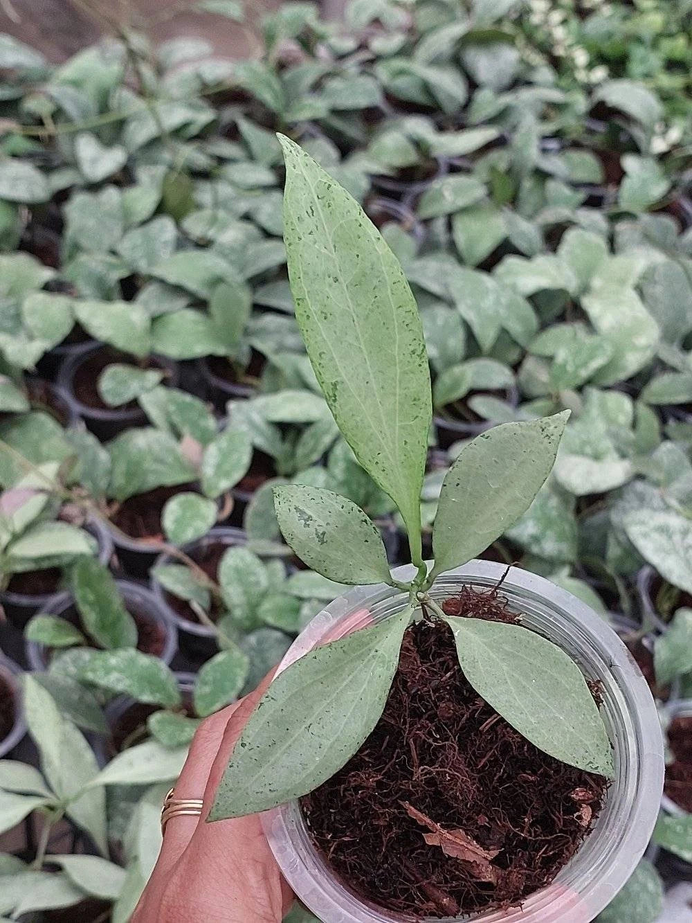 Hoya Nicholsoniae New Guinea Silver Ghost Rare Tropical Indoor Outdoor Wax Plant Seeds / Cuttings (Hoya nicholsoniae) – Premium Certified Silver Splash Waxflower Plant for Planting