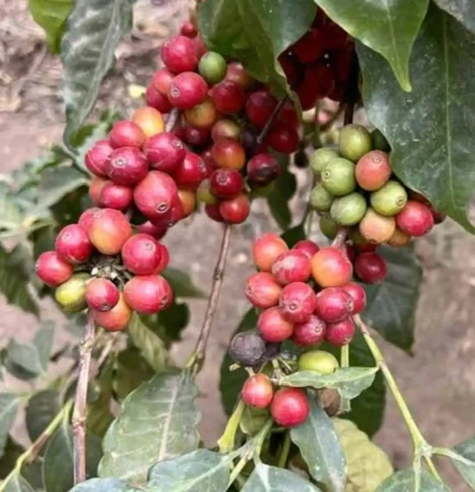 Certified Arusha Coffee Seeds (Coffea sp.) – Rare Tanzanian Heirloom Coffee Bean Seeds for Planting (120+ Pcs)
