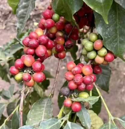 Certified Arusha Coffee Seeds (Coffea sp.) – Rare Tanzanian Heirloom Coffee Bean Seeds for Planting (120+ Pcs)