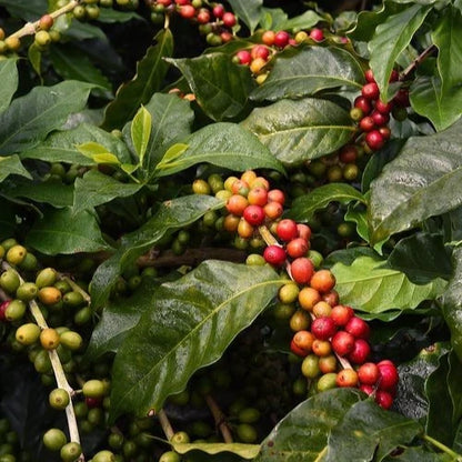 120+ Liberica Coffee Seeds (Coffea liberica) – Certified Rare Coffee Bean Crop Seeds for Planting