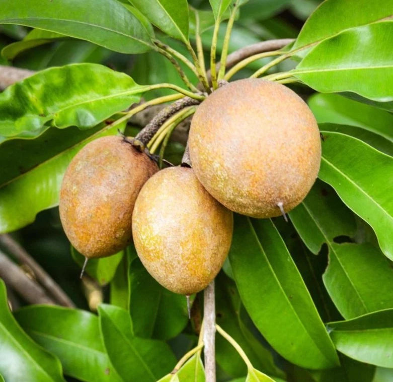 Sri Kembangan Sapodilla Seeds (Manilkara zapota) – 35 Premium Sweet Chico Zapote Seeds