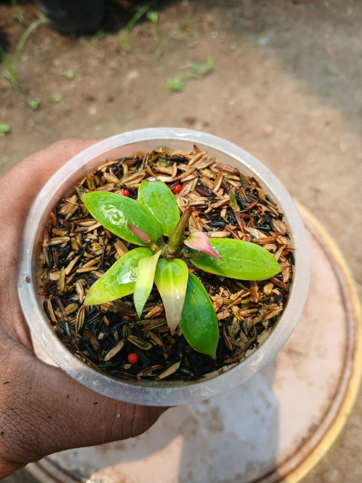 Hoya Little Tail Seeds (Hoya 'Little Tail') – Premium Certified Rare Miniature Tropical Indoor Wax Plant Climbing Vine Seeds for Planting
