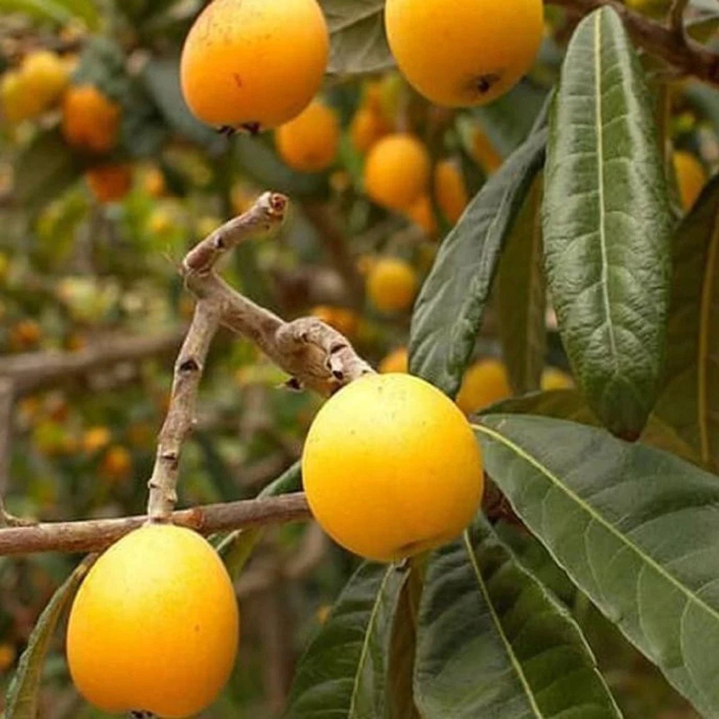 Loquat Lychee (Kelengkeng Loquat) - Premium Grafted Exotic Fruit Tree