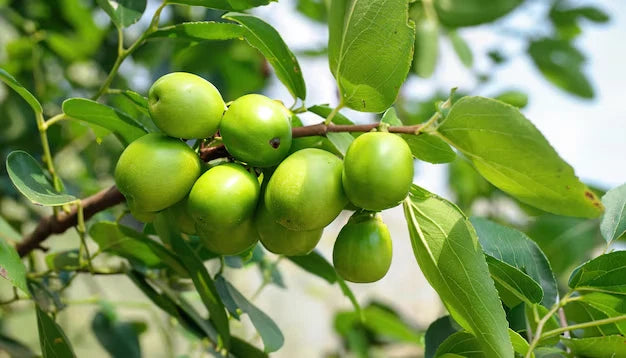 120+ Big Green Jujube Putsa Apple Seeds (Ziziphus mauritiana) – Premium Tropical Indian Plum & Ber Fruit Plant Seeds for Planting