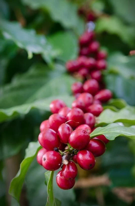 Vitoria Incaper 8142 Coffee Seeds (120+ Bulk Seeds, Coffea canephora var. Vitoria Incaper 8142) – Premium Brazilian Conilon Robusta High-Yield Gourmet Coffee Bean Plant Seeds for Planting