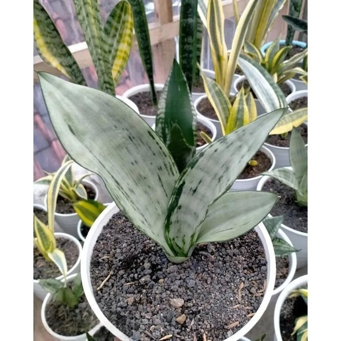 Sansevieria Trifasciata 'Brazilian Moonshine' – Rare Tropical Silver-Green Snake Plant Specimen (Dracaena trifasciata)