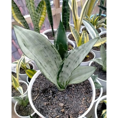 Sansevieria Trifasciata 'Brazilian Moonshine' – Rare Tropical Silver-Green Snake Plant Specimen (Dracaena trifasciata)