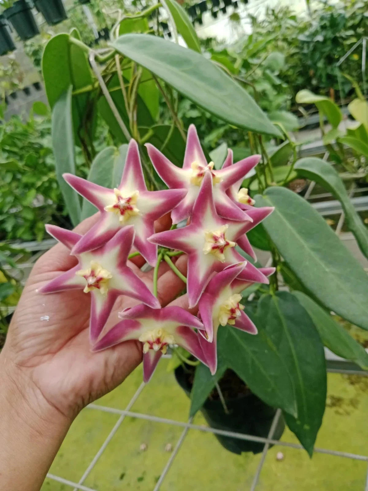 Hoya stenoakei (Pink, Papua) Rare Tropical Wax Plant Seeds – Exotic Climbing Vine & Epiphytic Foliage Plant Seeds for Planting