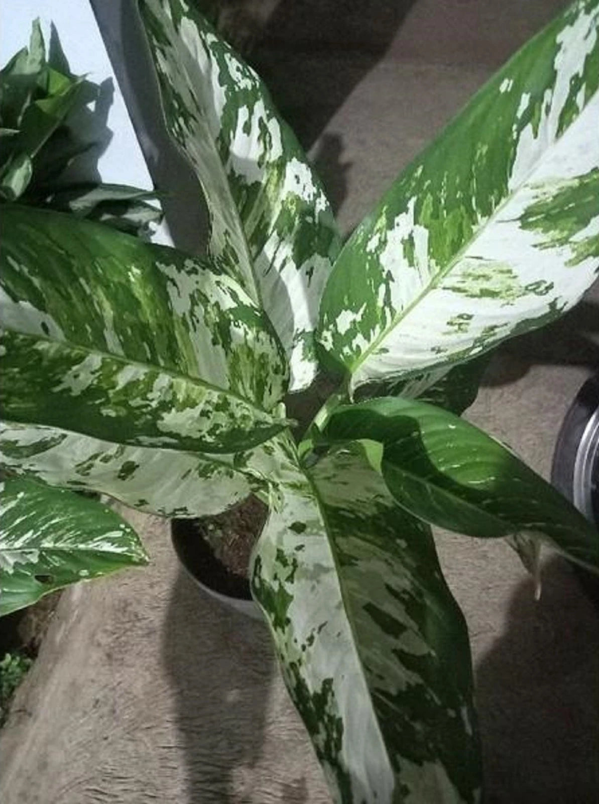 Rare Dieffenbachia Big Ben Variegated Live Plant - Exotic Tropical Foliage