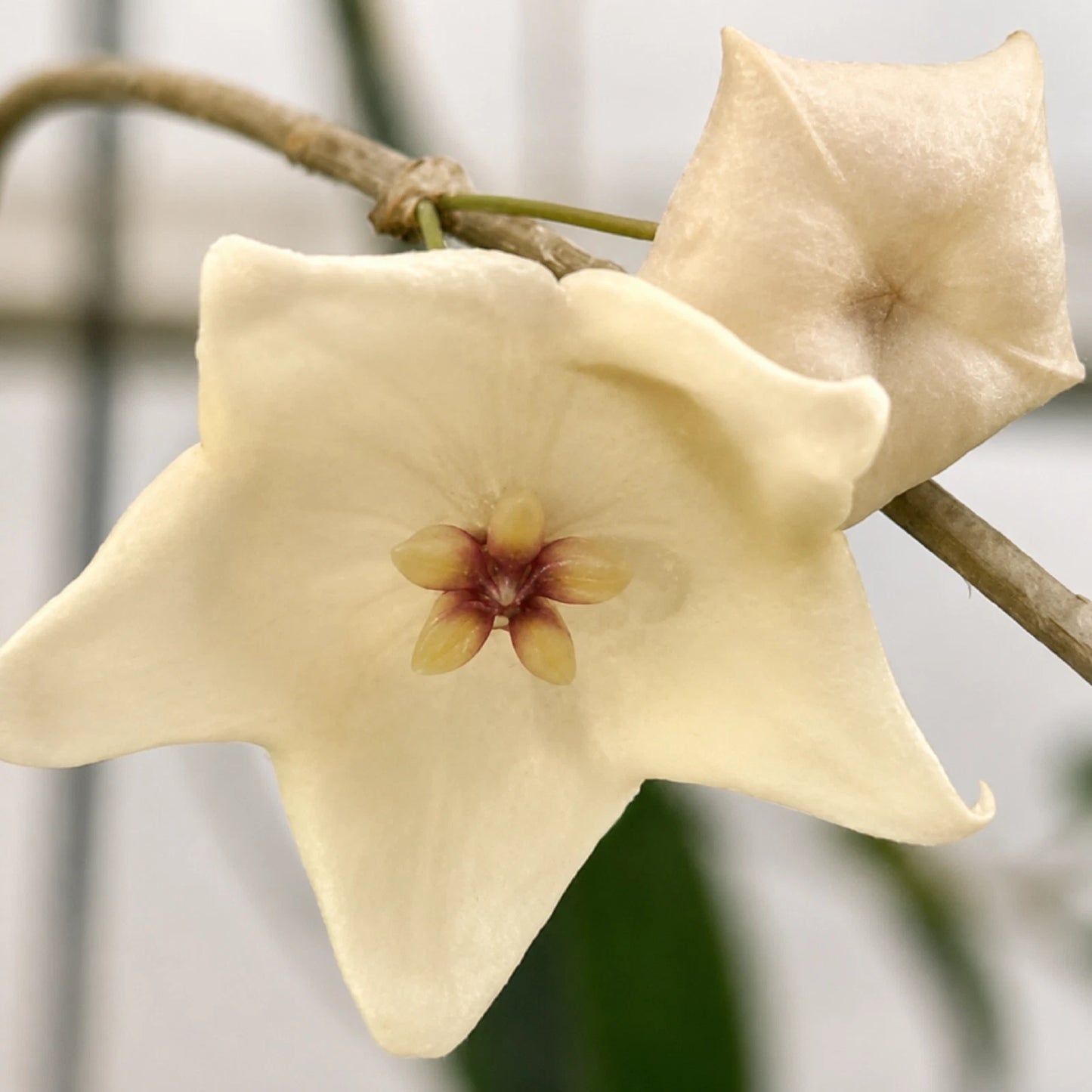 Hoya Evelinae Live Plant - Premium Easy Care Indoor Houseplant Tropical Vine