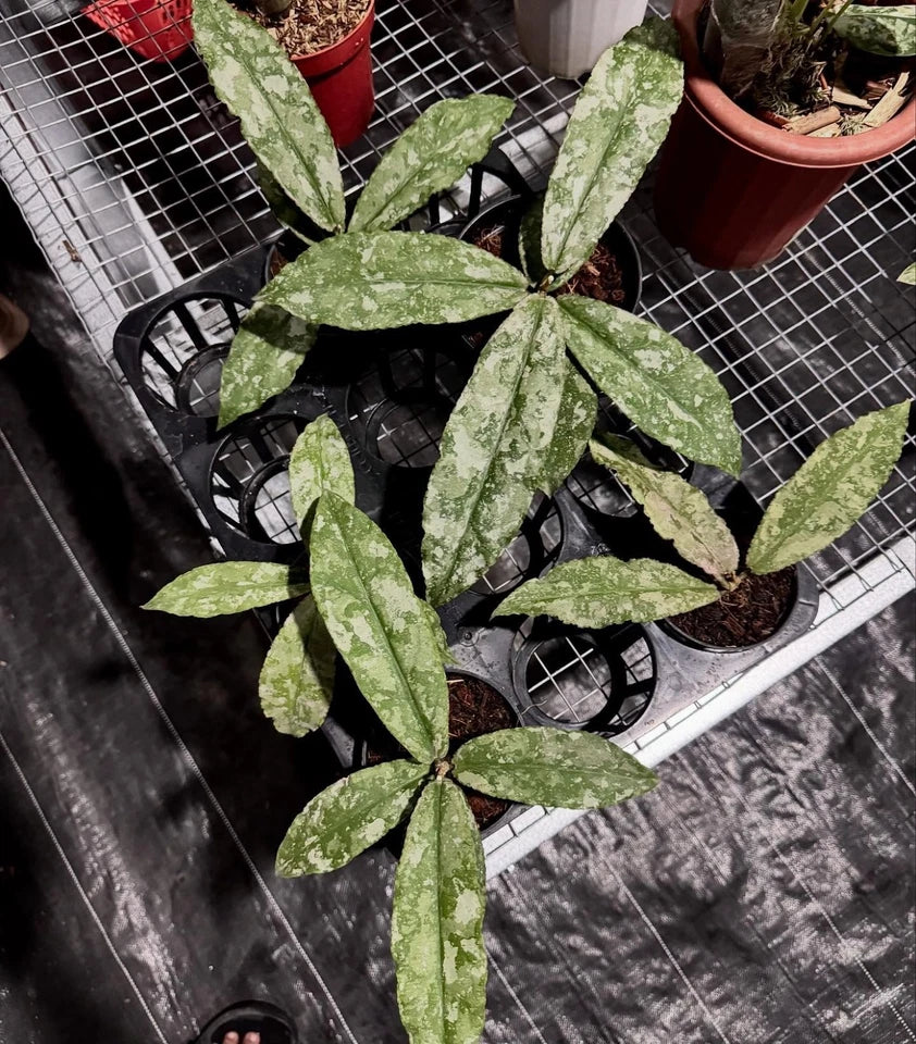 Hoya Undulata Silver Rare Tropical Indor Outdor Wax Plant